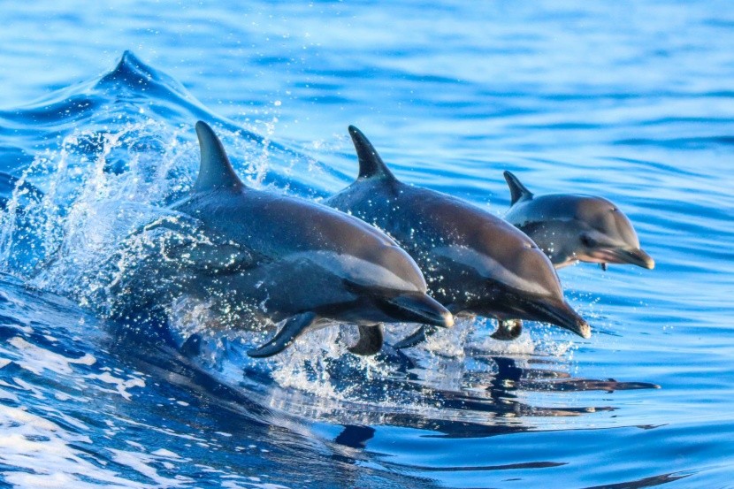 Delfíní centrum na ostrově Moorea