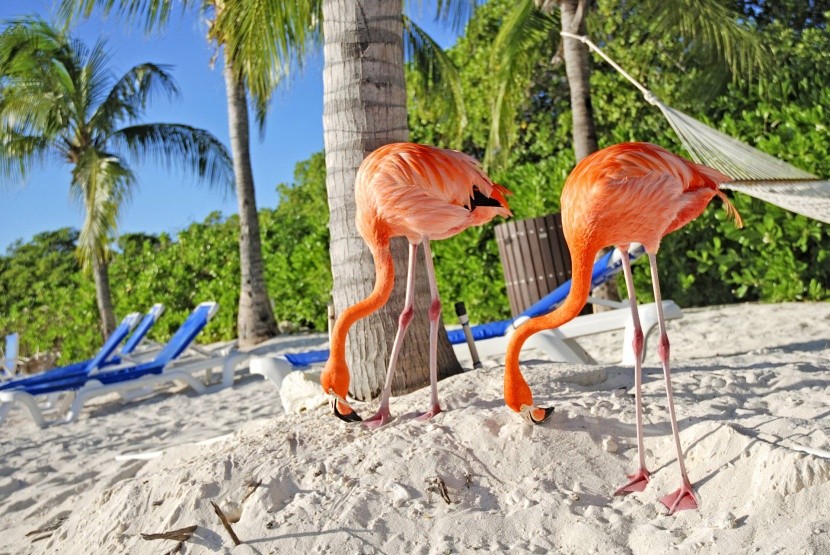 Pláž Flamingo, Aruba