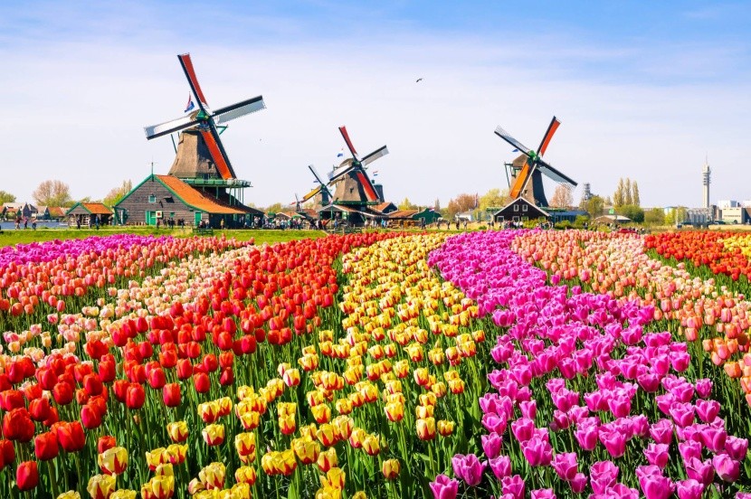 Virágba boruló Hollandia