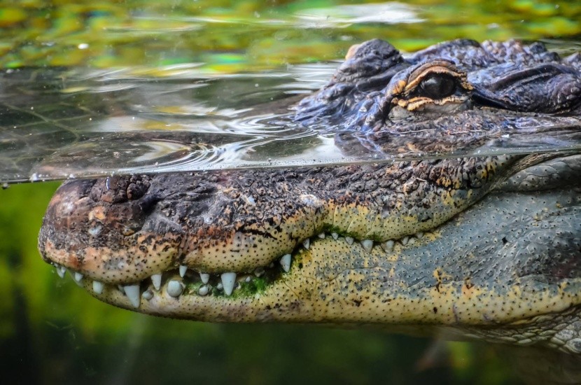 Krokodil a bécsi Tenger Házában 