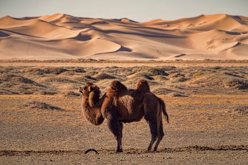 Púšť Gobi, Mongolsko