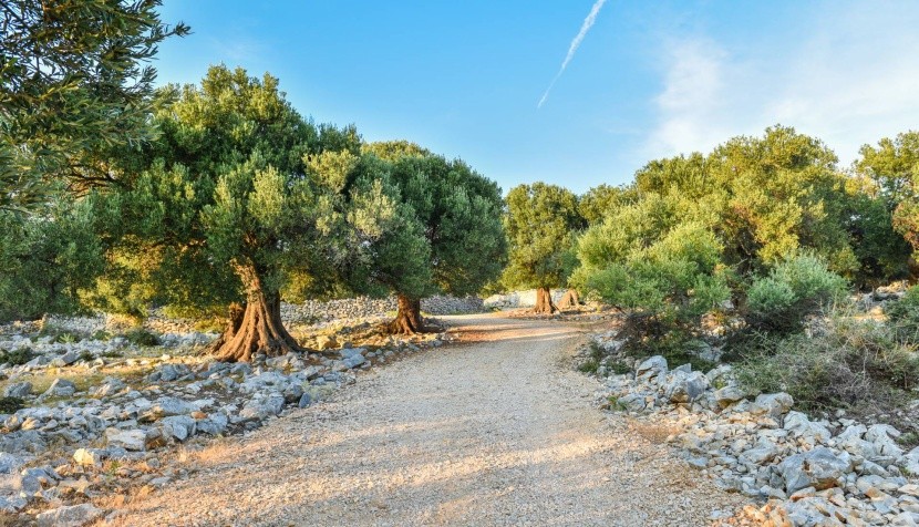Olivový háj v Grécku
