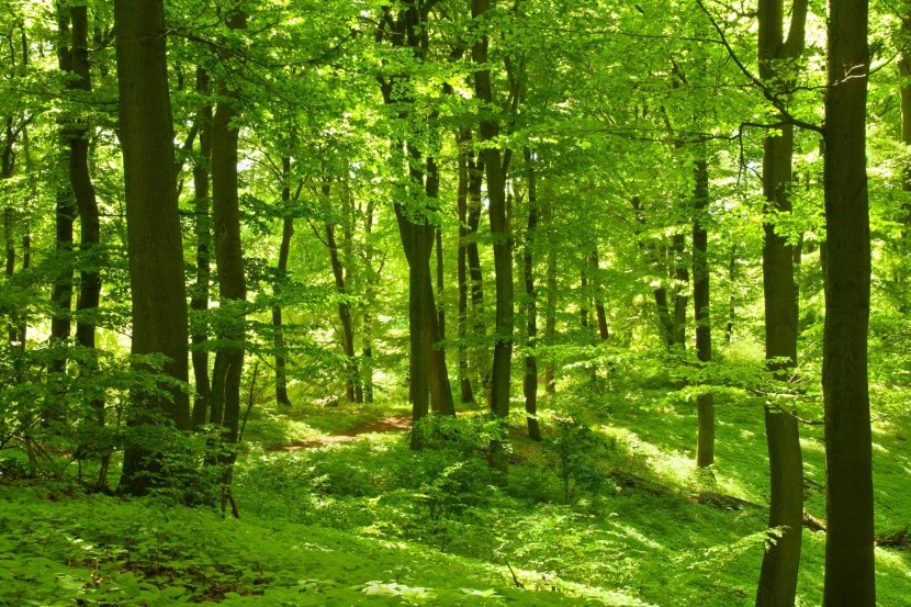 Pôvodný bukové lesy Karpát