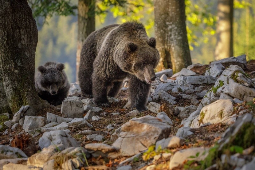 Pozorovanie medveďov v Kočevje