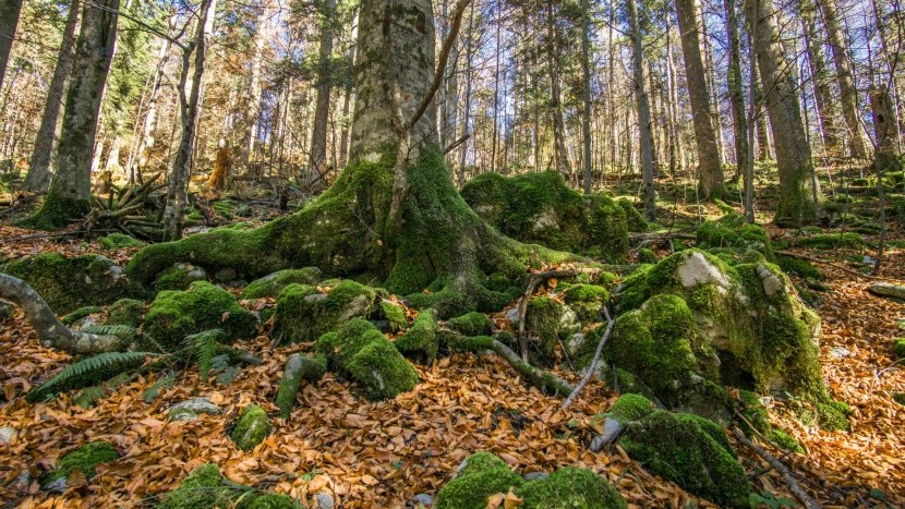 Prales v regionu Kočevje