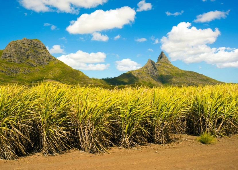 Plantáže cukrové třtiny na Mauriciu