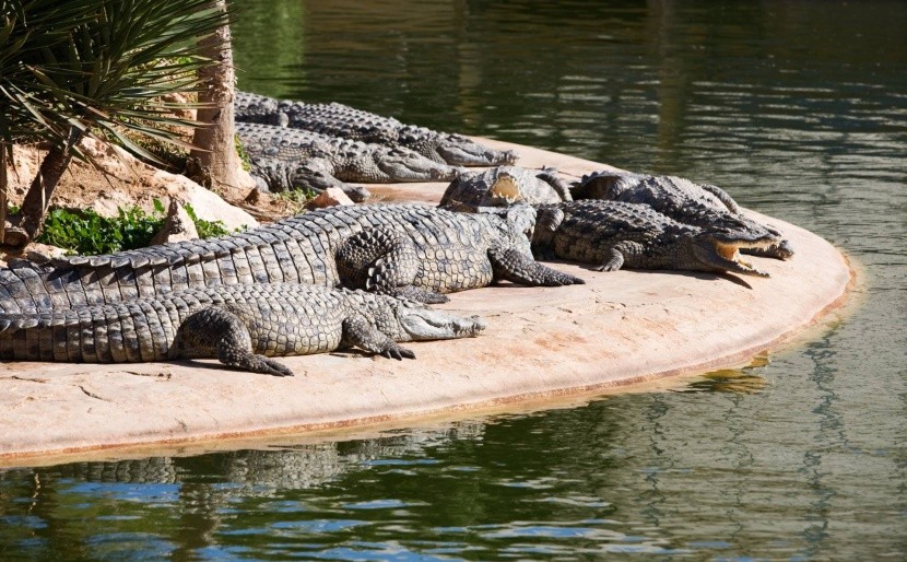Krokodýlí farma na Djerbě