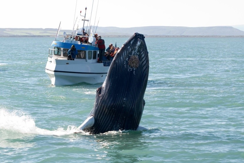 Pozorování velryb na Islandu