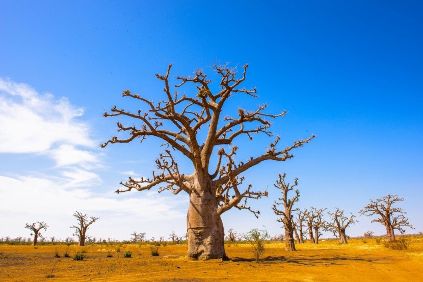 Senegalské baobaby