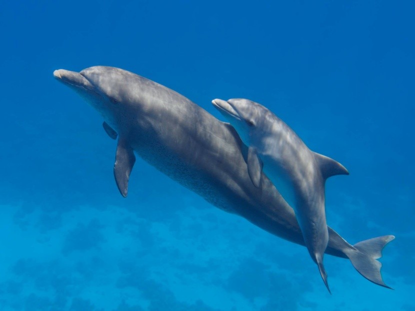 V Egypte sa môžete stretnúť aj s delfínmi