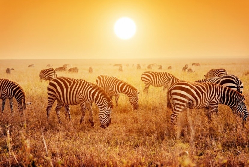 Park Serengeti