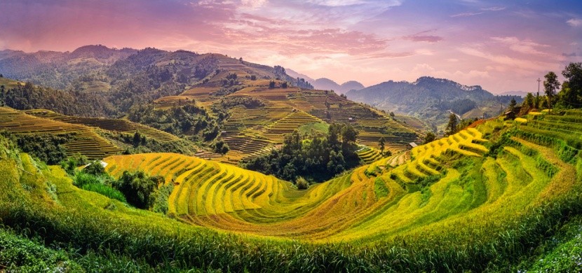 Vietnamské ryžové polia