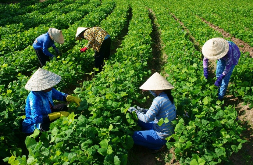 Vietnamskí farmári vedia čo jedia a prečo