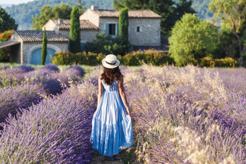 Provence levendula-mezői