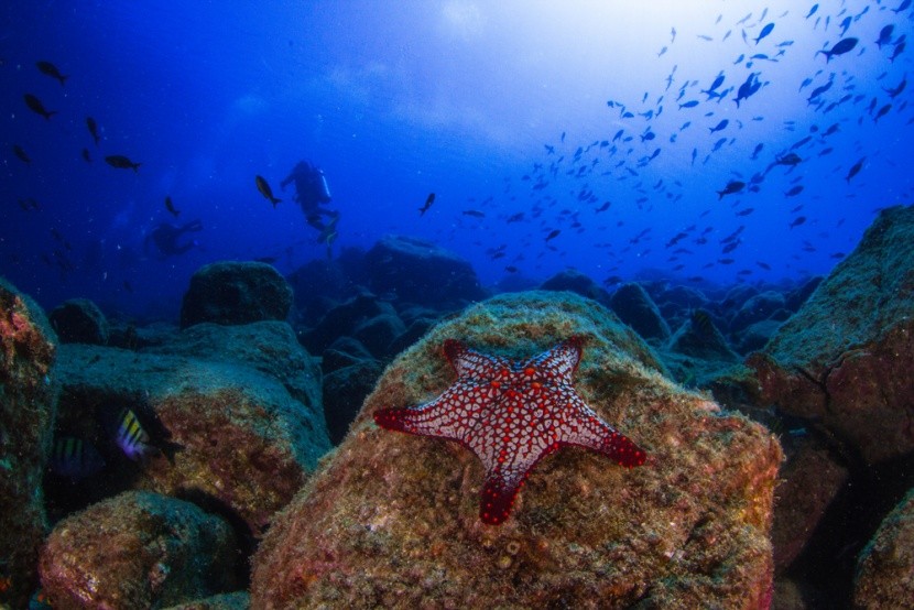 Podmorský svet okolo brehov Panamy