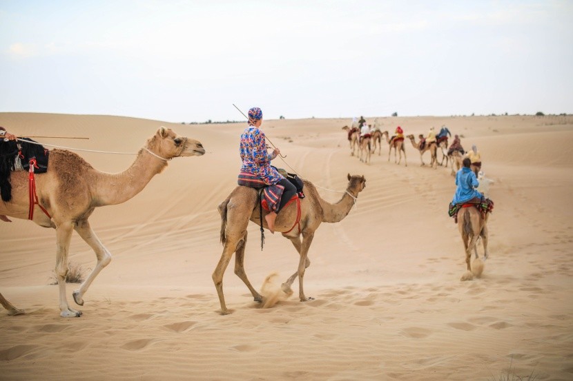 S beduíny a velbloudy v egyptské poušti