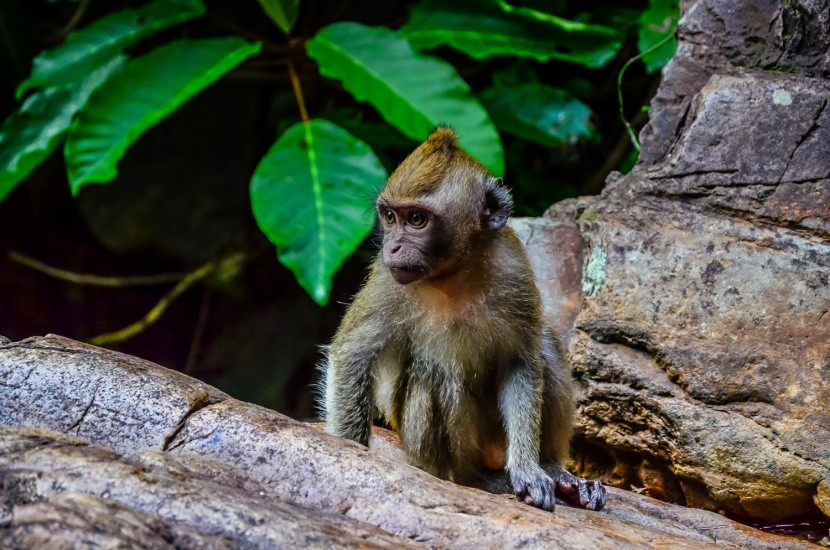 Opice v deštném pralese