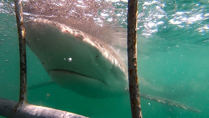 Gansbaii potápění se žraloky