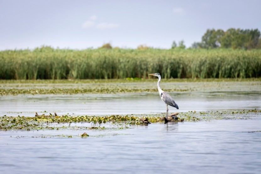 Tisza-tó