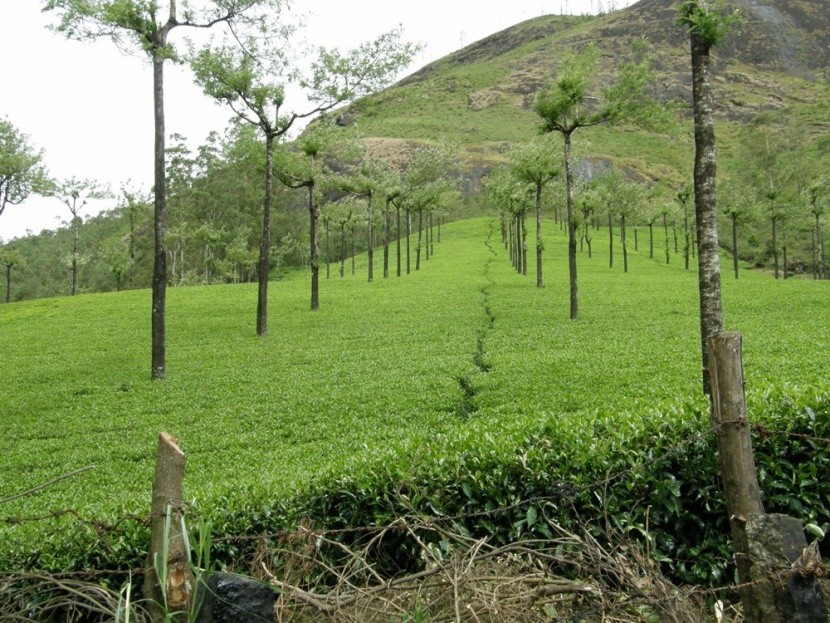 Pola herbaty Munnar Kerala
