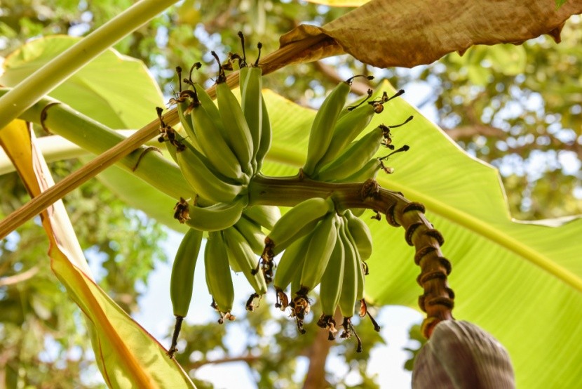Banánovník, Punta Cana