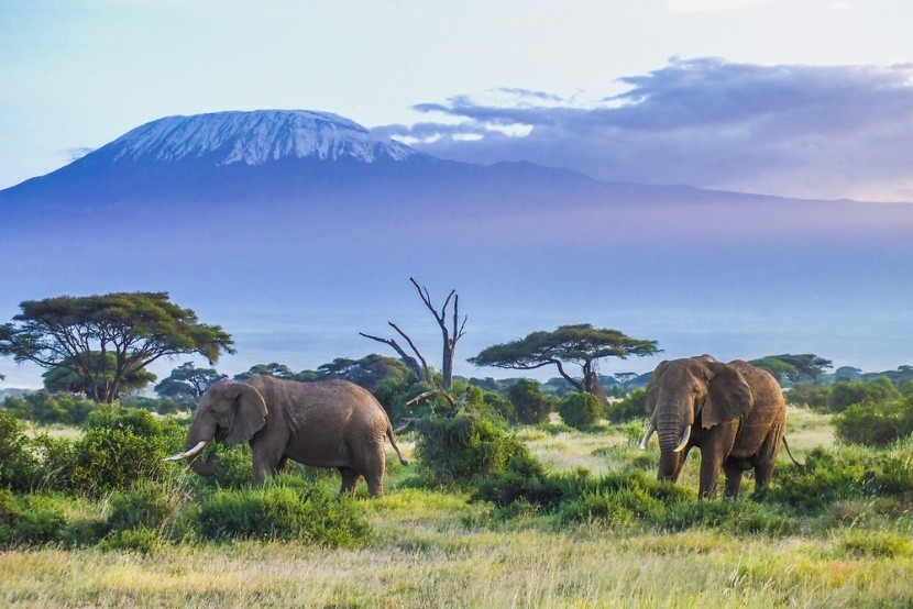 Sloni a Kilimandžáro v Keni