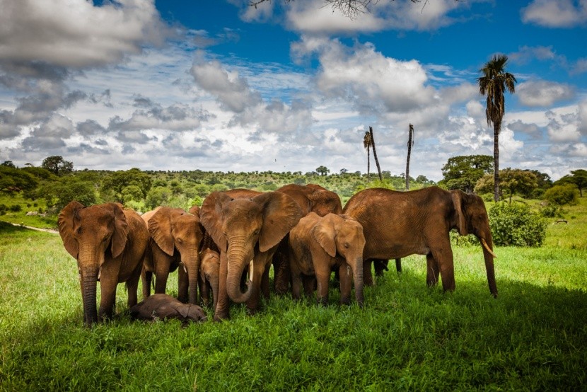 Stádo slonů v Tarangire