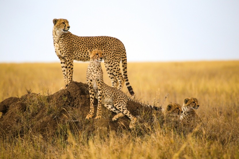 Gepardi v národním parku Arusha