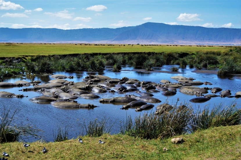 Hroši v kráteru Ngorongoro