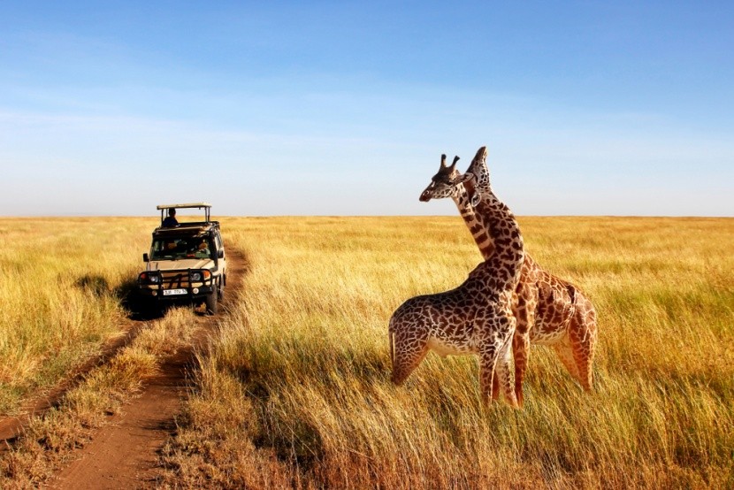 Safari v národním parku Serengeti