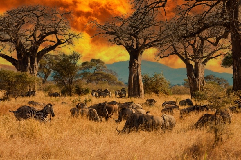 Království divočiny v Tanzanii