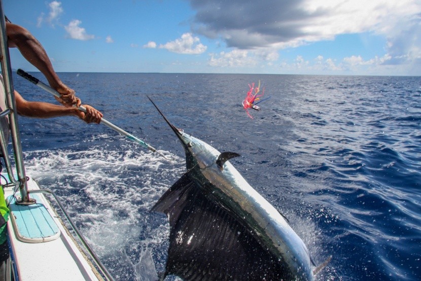Rybolov na Seychelách  