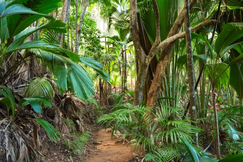 Seychelský deštný prales