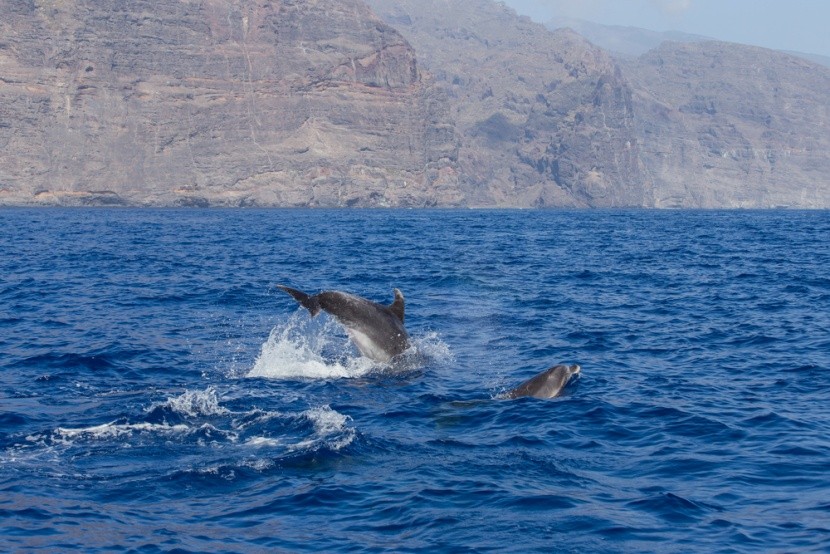 Eilat, delfinek