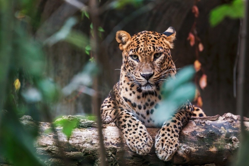 Leopard v národnom parku Yala