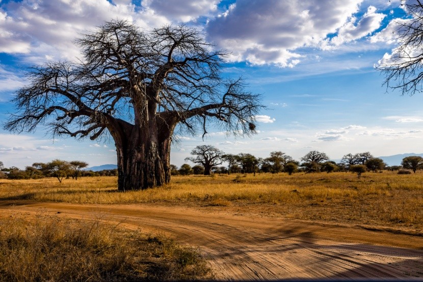 Baobaby, národní park Tarangire