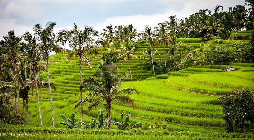 Tarasy ryżowe na Bali
