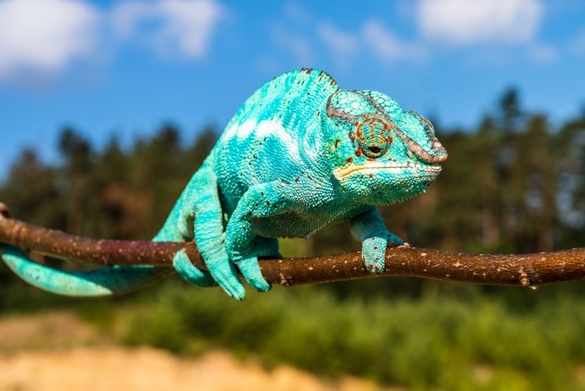 Chameleon Panter, Madagaskar