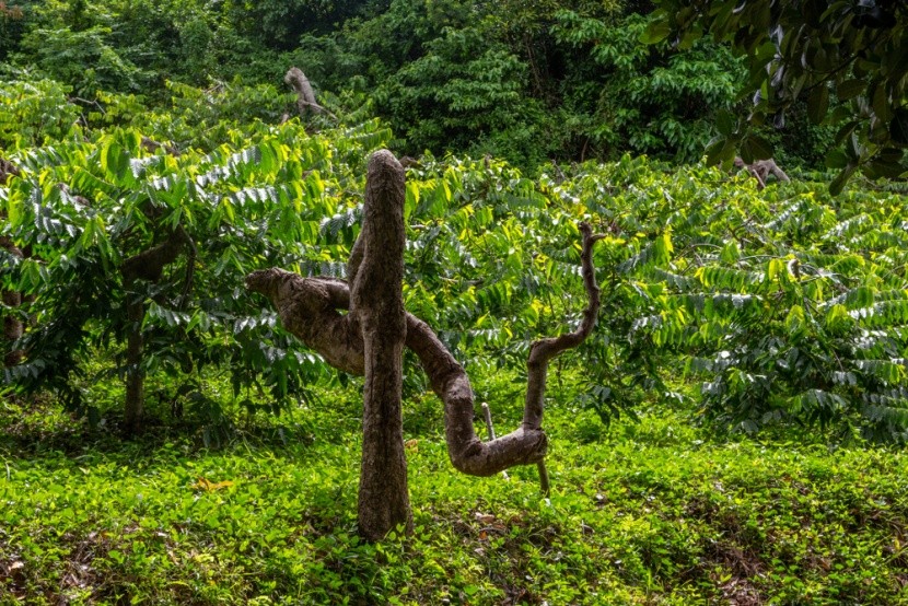 Džungle stromů ylang – ylang