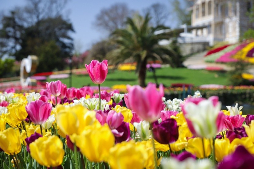 Emirgan Park, Isztambul