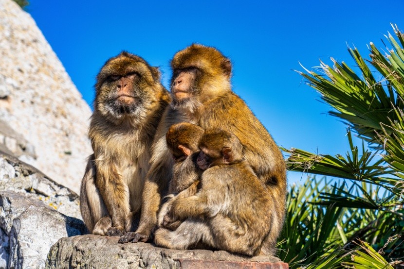 Opice v Gibraltaru