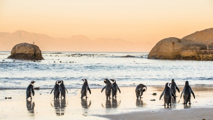 Tučňáci v Kapském městě