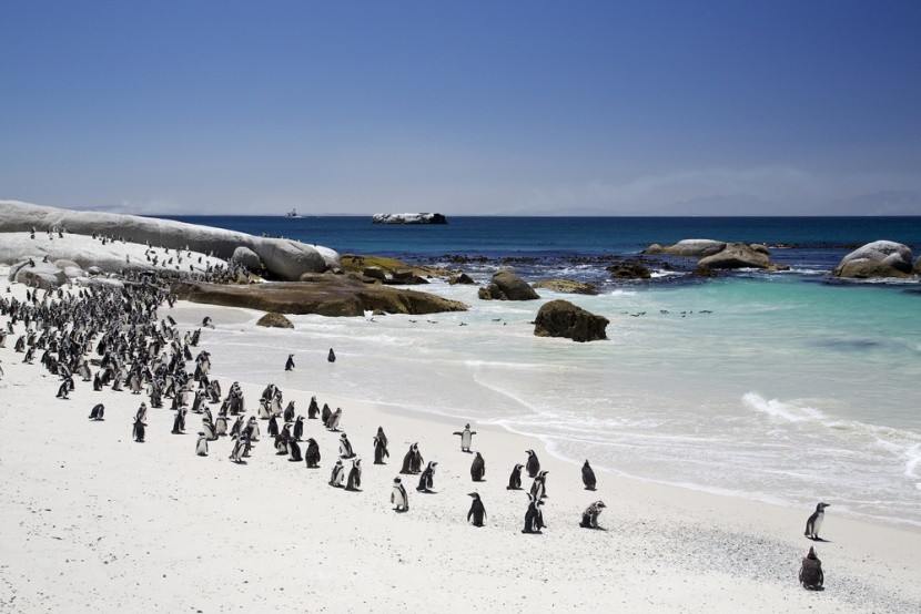 Kolona tučńáků, Jihoafrická republika