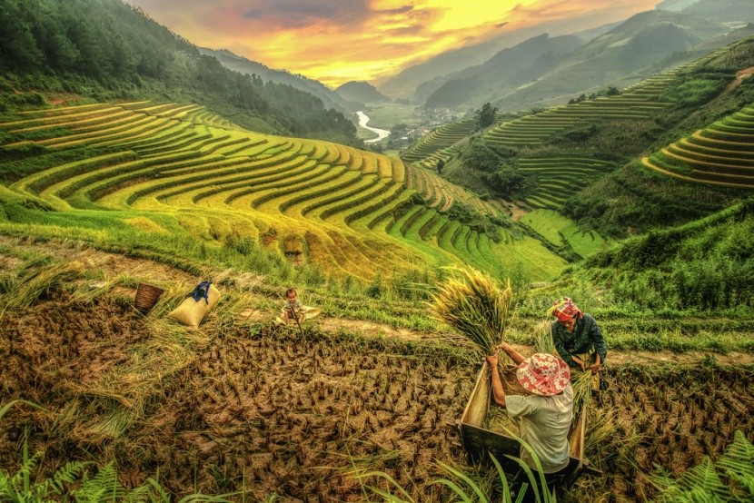 Rýžové terasy v Sa Pa, Vietnam