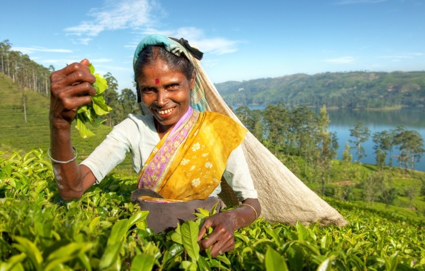 Sběr čajových lístků, Srí Lanka
