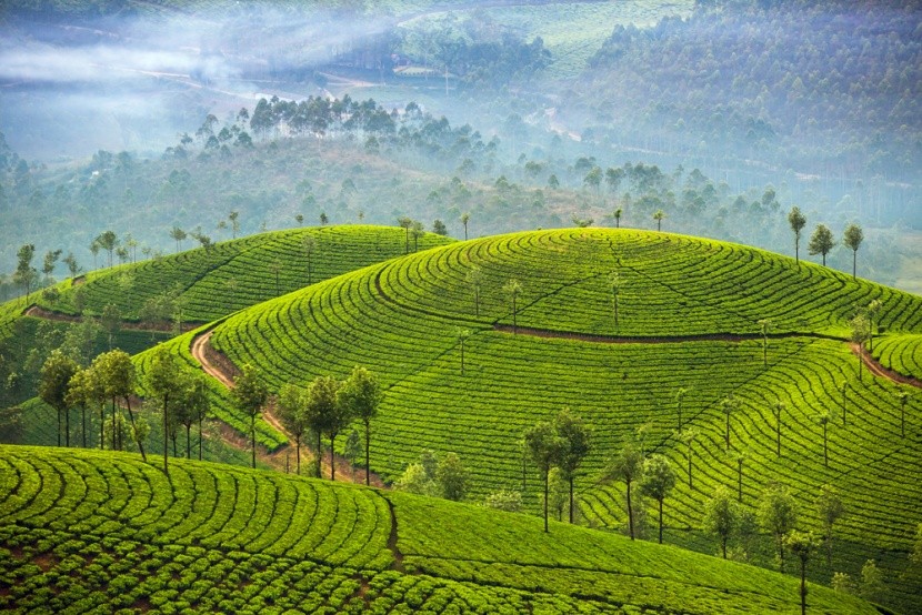 Čajová políčka, Srí Lanka