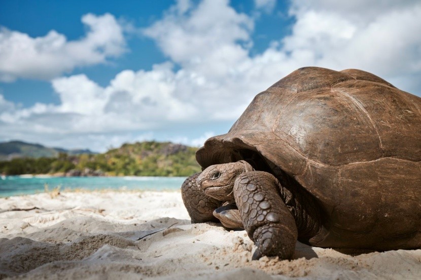 Atol Aldabra - Seszele
