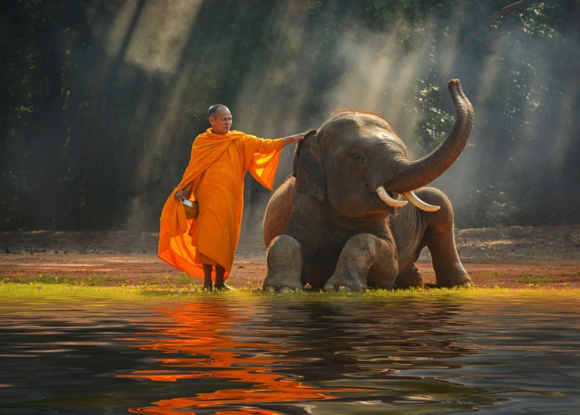 Mnich se slonem v oblasti Surin, Thajsko