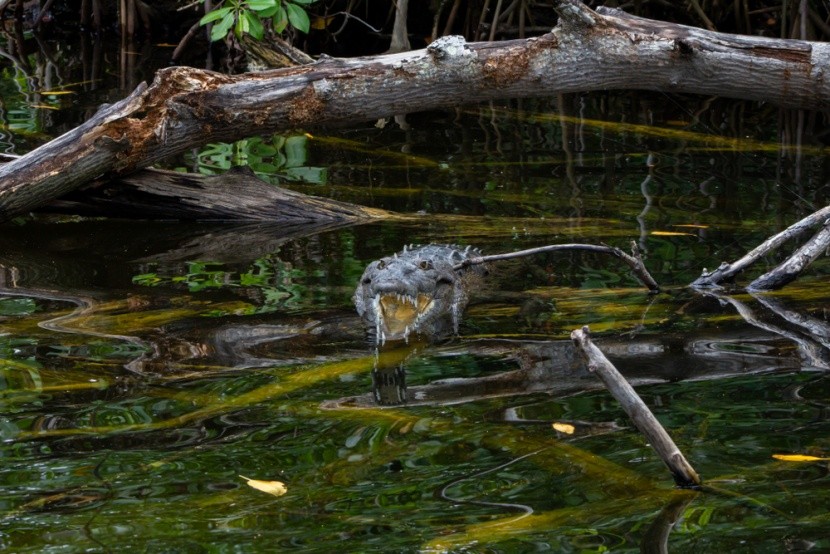 Krokodýl v Black River, Jamajka