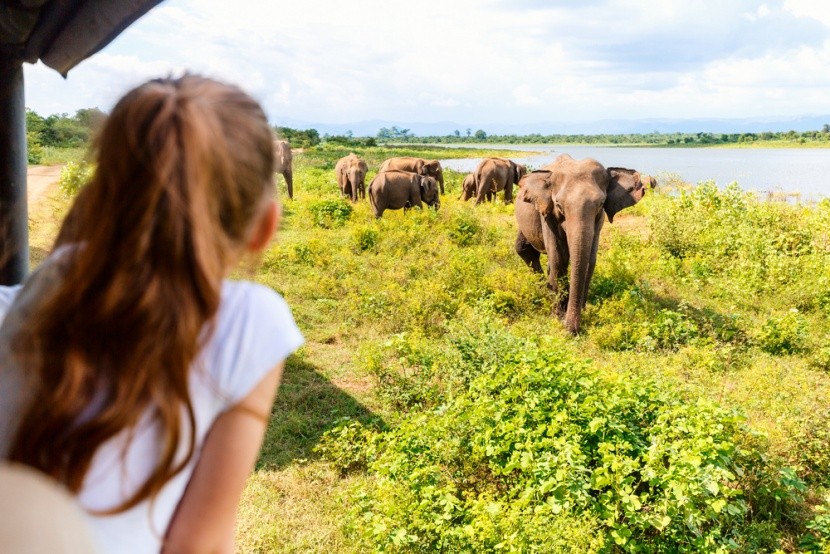 Pozorování slonů na Srí Lance